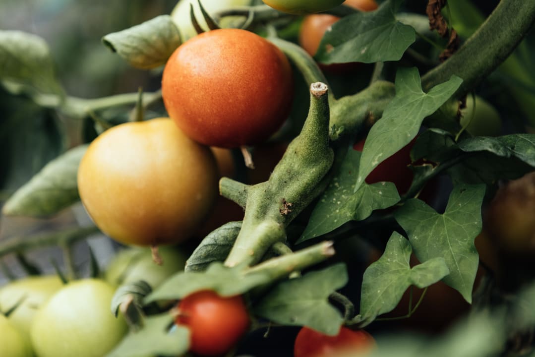 Gartenanlage BLEIB BERG F.X. Mayr Retreat