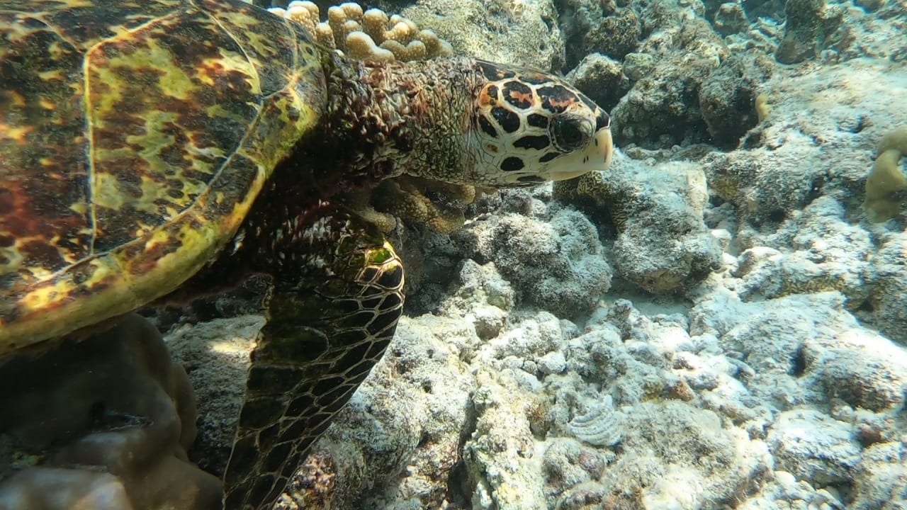 Sport & Freizeit NH Collection Maldives Reethi Resort