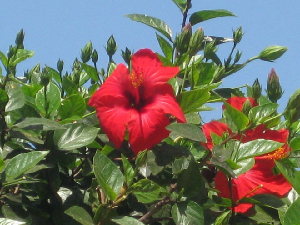 Schön rot Bull Dorado Beach & Spa