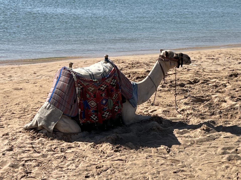 Strand Shams Prestige Abu Soma-Adults Only