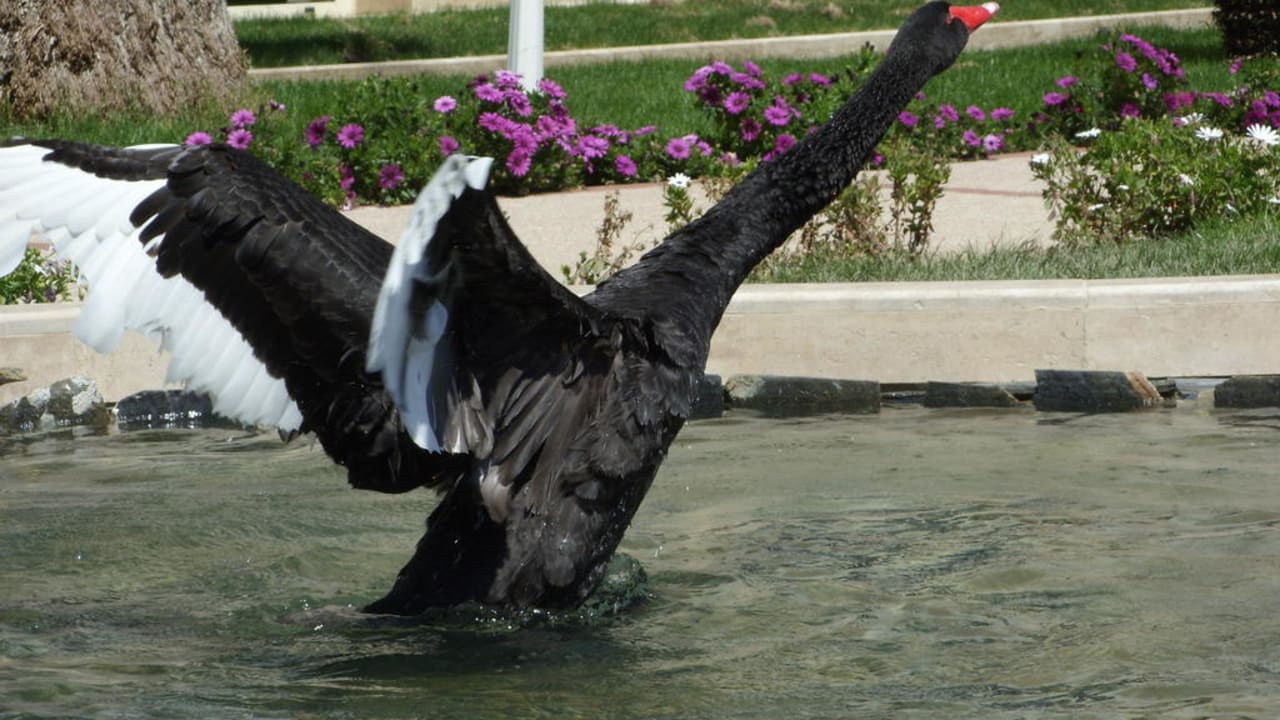 Stolzer Schwanenvater Dobedan Exclusive Hotel And Spa