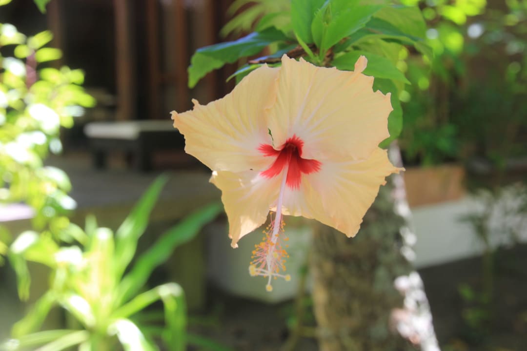 Blumig Kuramathi Maldives