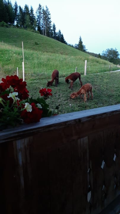 Außenansicht Alpengasthof Hotel Gruberhof