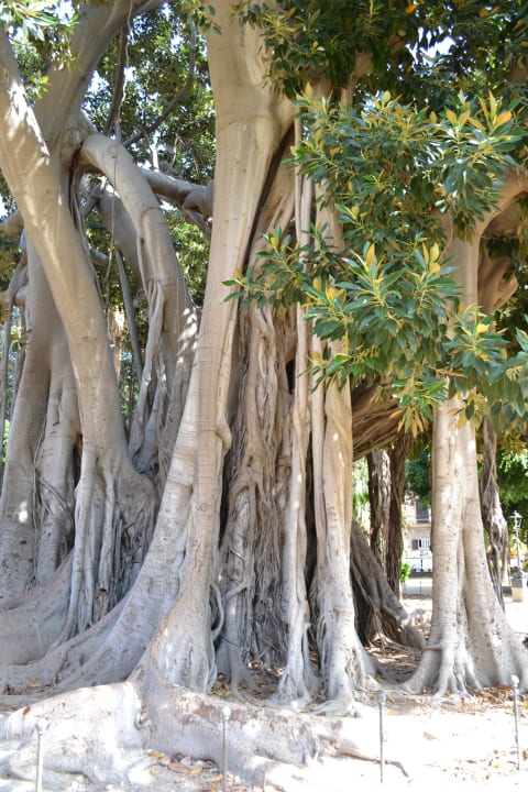 Albero Hapimag Resort Cefalù