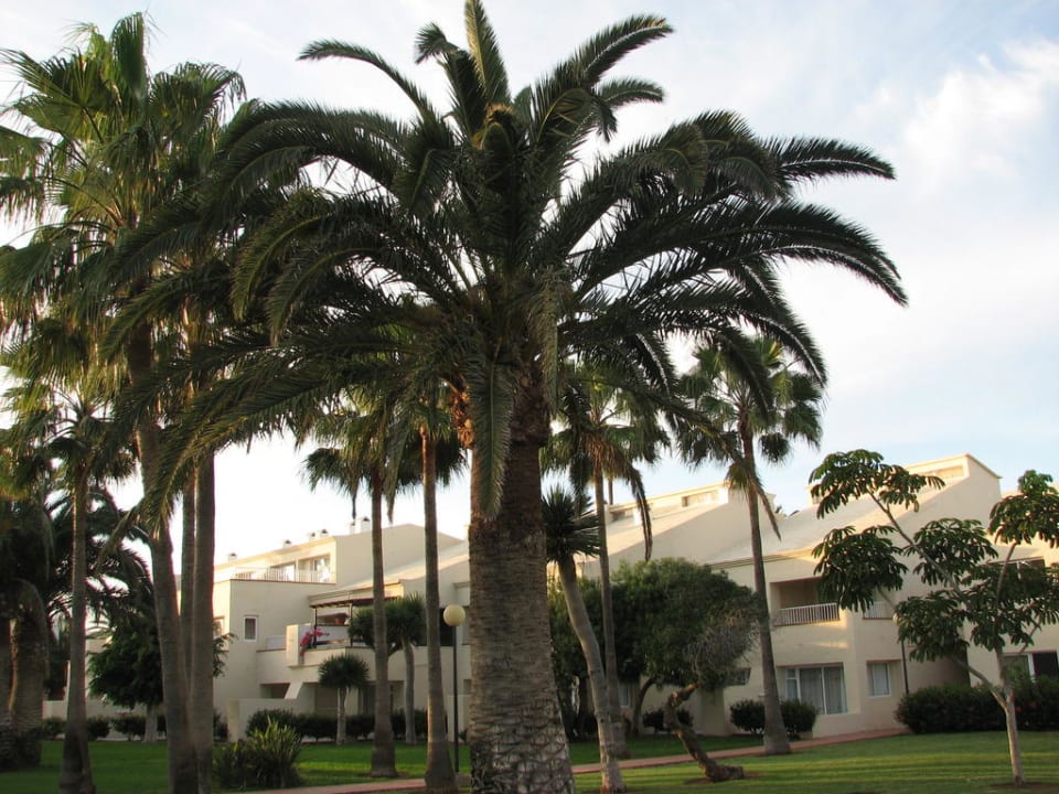 Village Hotel Riu Oliva Beach Resort