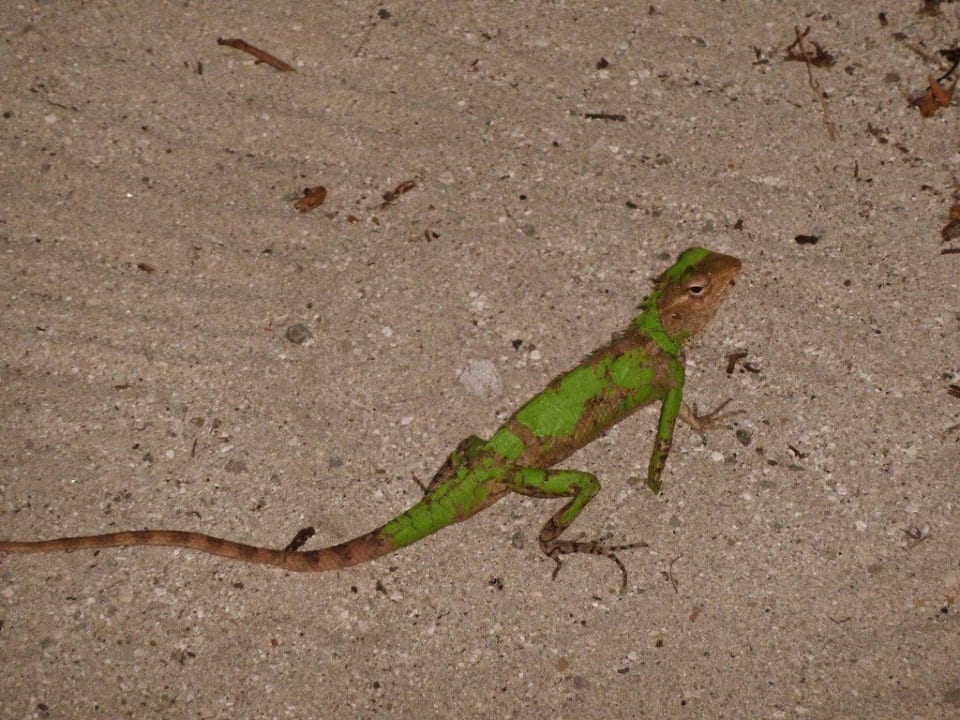 Gecko Vilamendhoo Island Resort & Spa