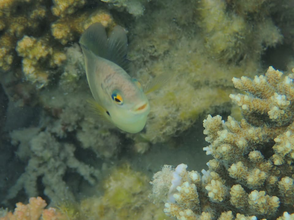 Strand Makadi Spa - Adults only