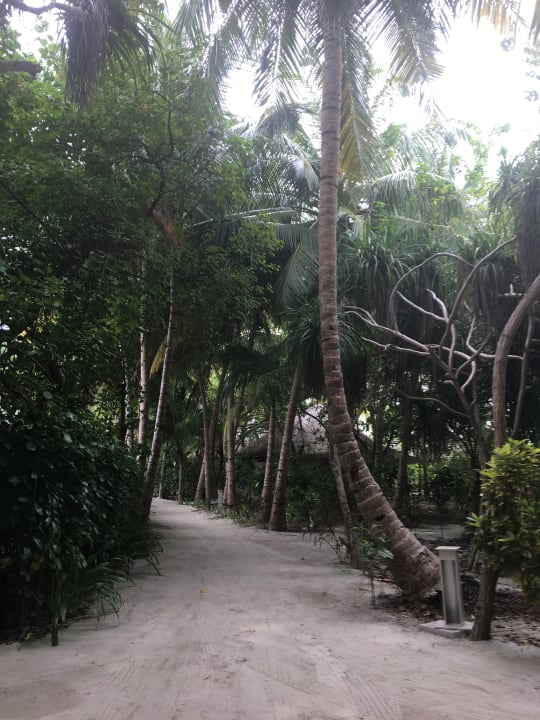 Dschungel-Feeling Kihaa Maldives