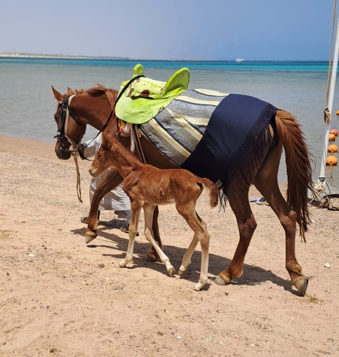 Sport & Freizeit Swisstouch Oriental Resort Marsa Alam
