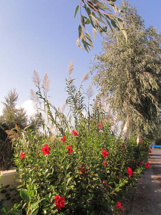 Gartenbereich Lindos Princess Beach Resort & Spa