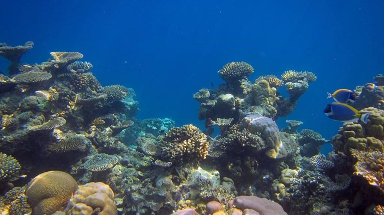 Tolle Unterwasserwelt Eri Maldives