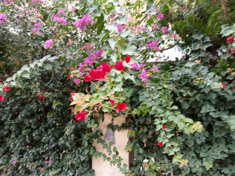 Gartenanlage Grand Seker Hotel