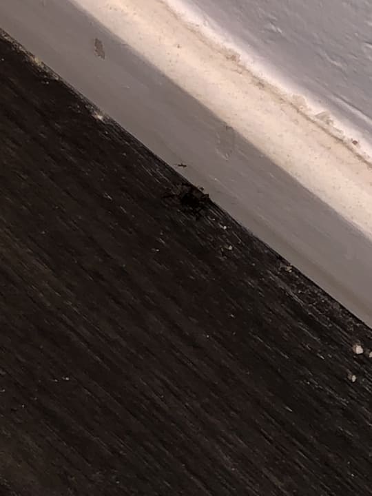 Zimmer allsun App.-Hotel Esquinzo Beach