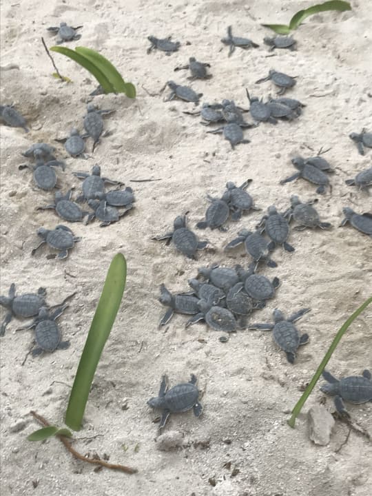 Strand Akumal Bay Beach & Wellness Resort