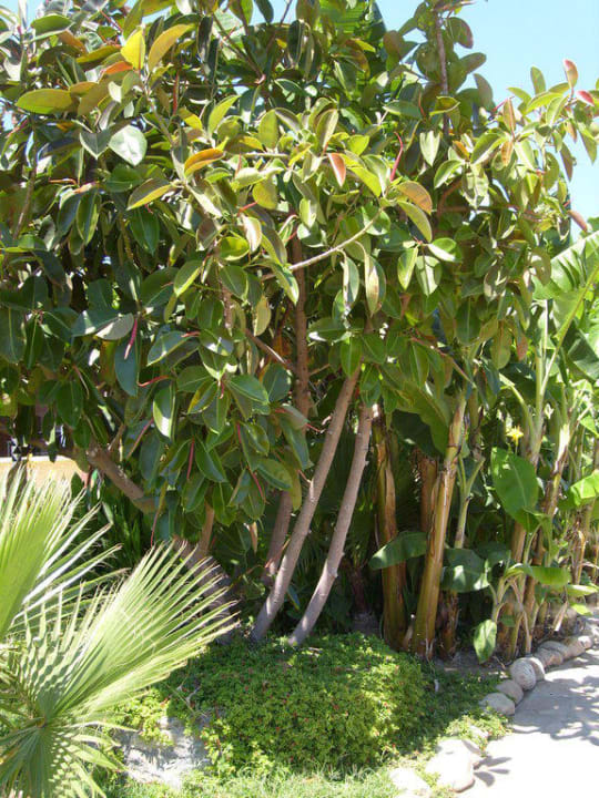 Gartenanlage Iz Flower Side Beach Hotel