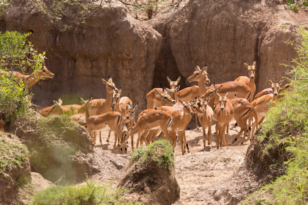 Ausblick vom Balkon Royal Mara Safari Lodge