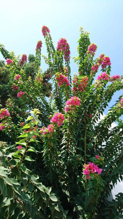Blumen Atlantica Marmari Palace