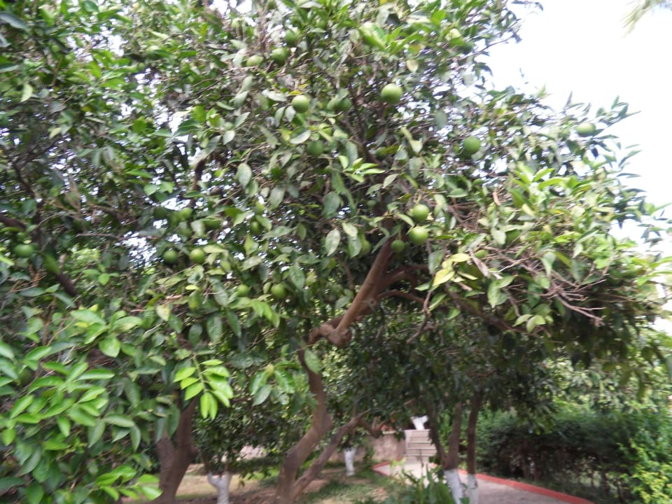 Oliven Horus Paradise Luxury Resort & Club