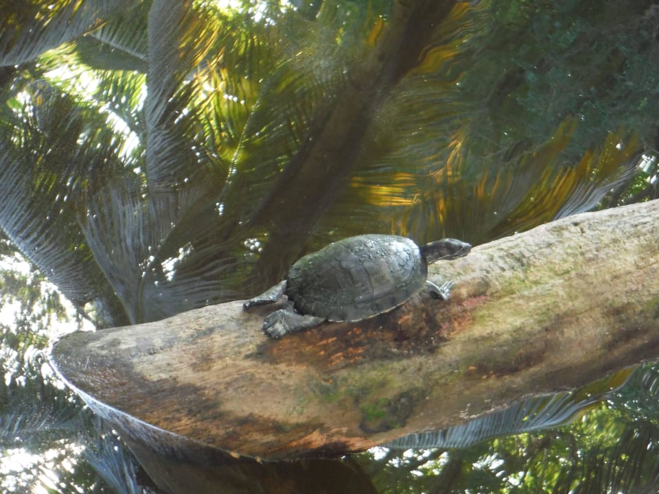 Schildkröte Wyndham Alltra Samana