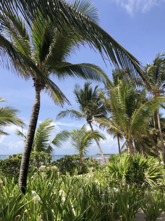Gartenanlage Akumal Bay Beach & Wellness Resort