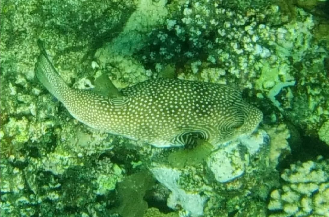 Strand Bliss Nada Beach Resort