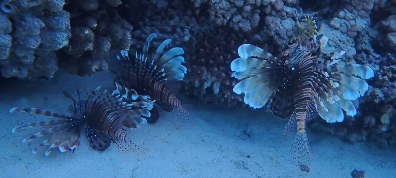 Sport & Freizeit Malikia Resort Abu Dabbab