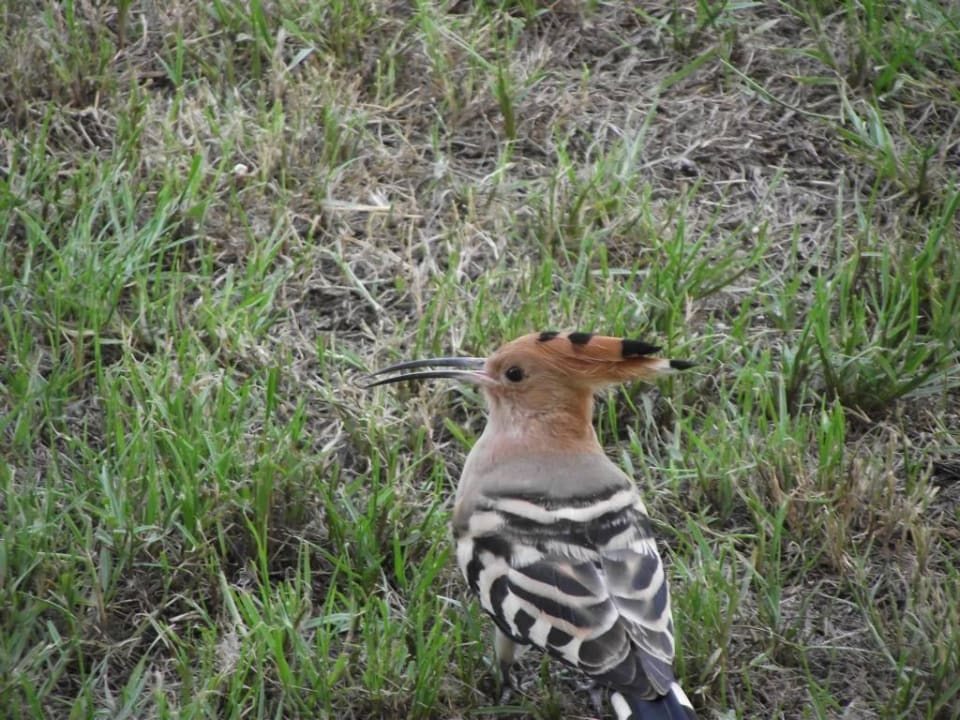 Direkt vor unserer Terrasse Miramar Al Aqah Beach Resort