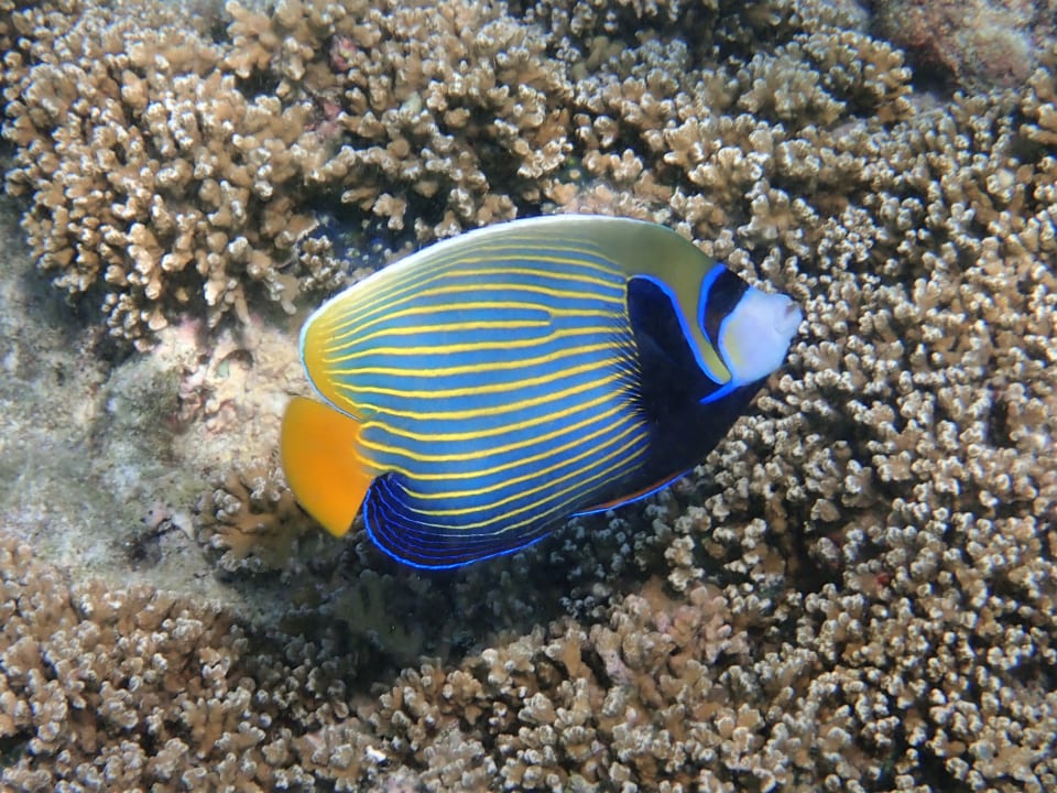 Sport & Freizeit NH Collection Maldives Reethi Resort