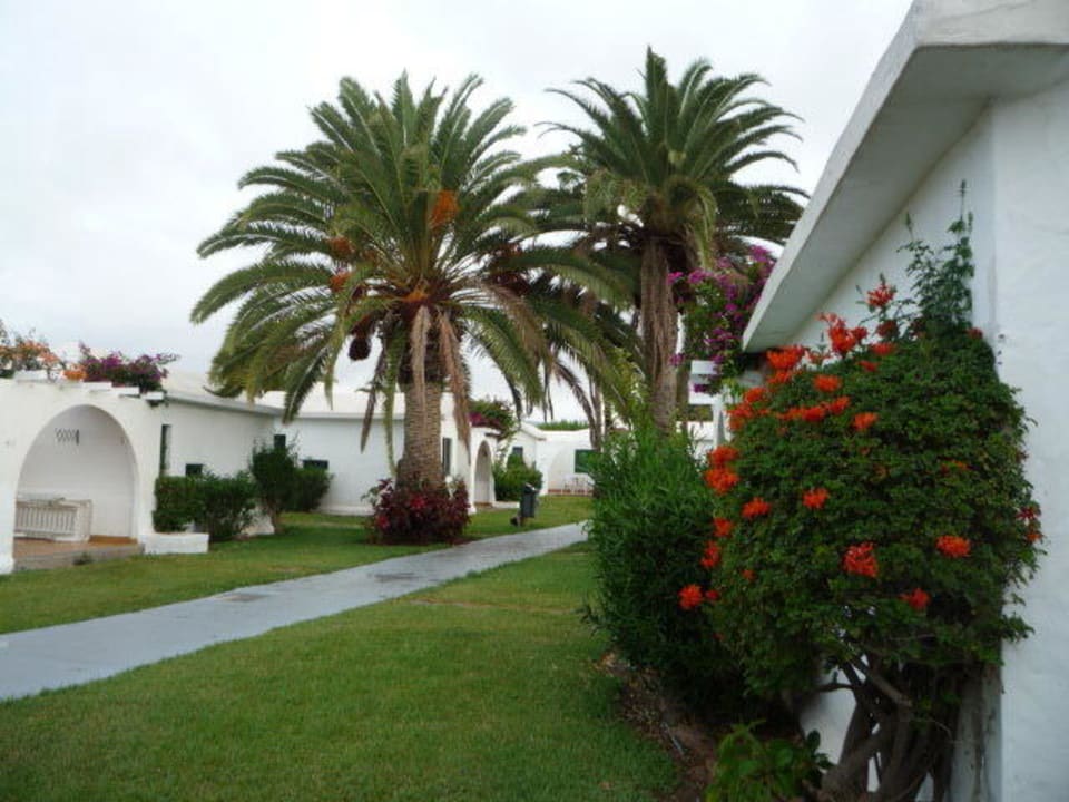 Der Weg durch den Garten Canary Garden Club