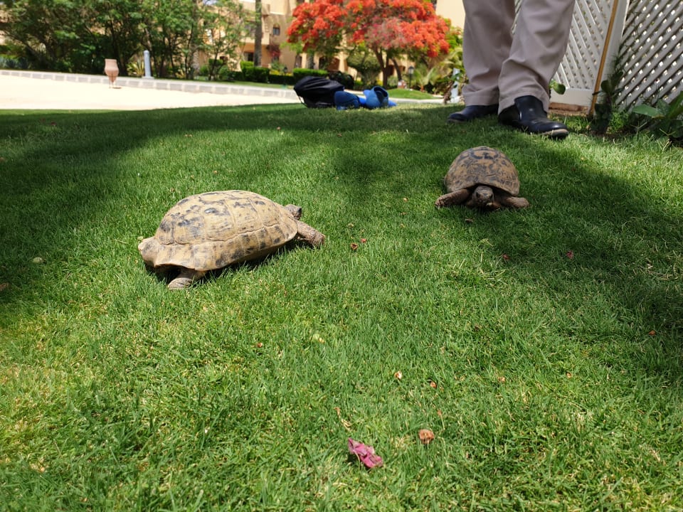 Gartenanlage Steigenberger Coraya Beach - Adults only