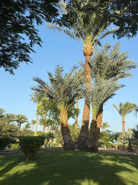 Außenansicht Steigenberger ALDAU Beach Hotel