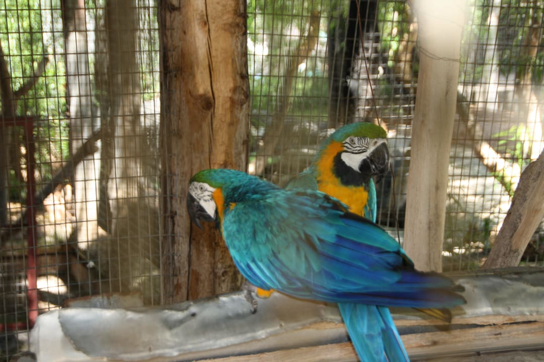 Papageienkäfig Park Club Europe