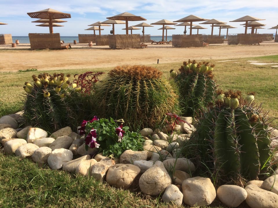 ... trotz Sand und Wüste etwas Grün ... Shams Prestige Abu Soma-Adults Only