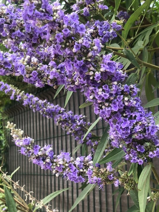 Gartenanlage Globales Almirante Farragut