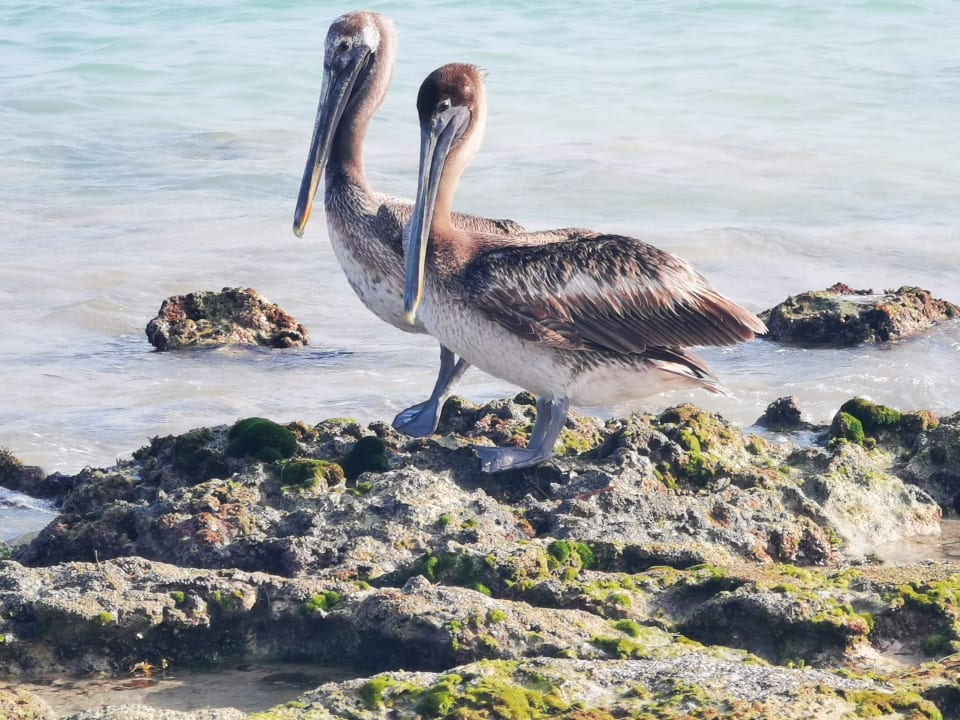 Strand Akumal Bay Beach & Wellness Resort
