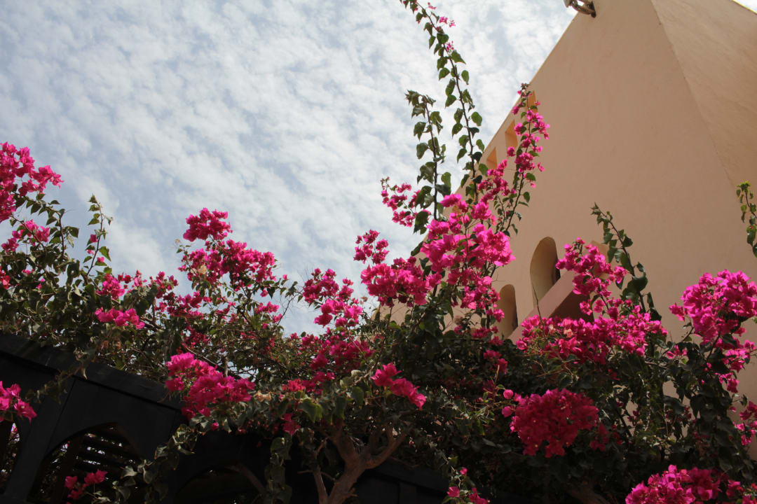 Gartenanlage Steigenberger Coraya Beach - Adults only