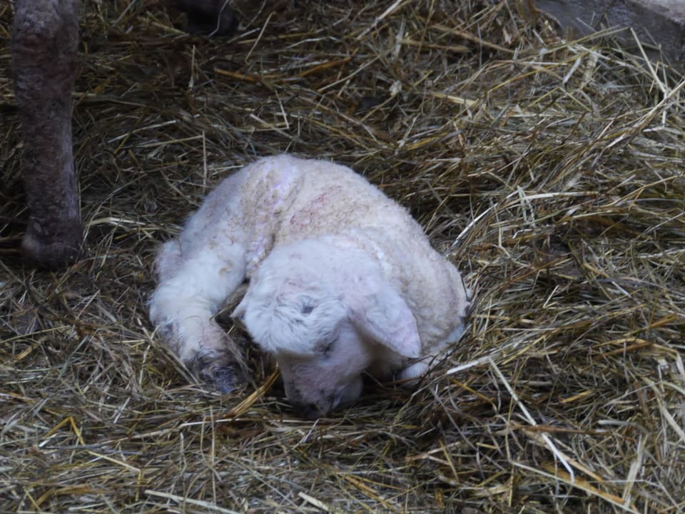 Gerade geboren Schaf Ferienhof Haack