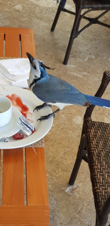 Gastro Dreams Las Mareas Costa Rica