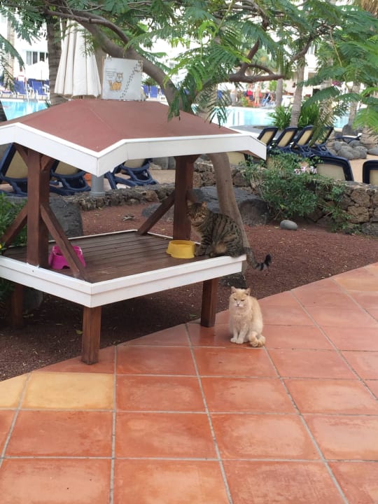 Katzenecke Hipotels La Geria