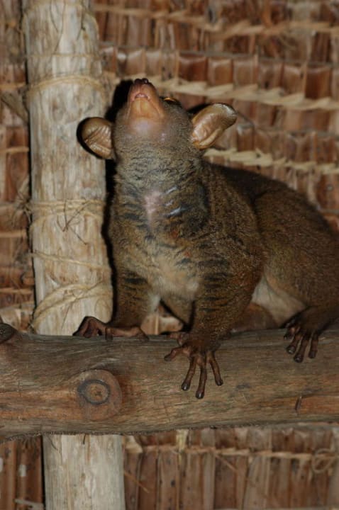 Galagos - Buschbaby Hotel Papillon Lagoon Reef
