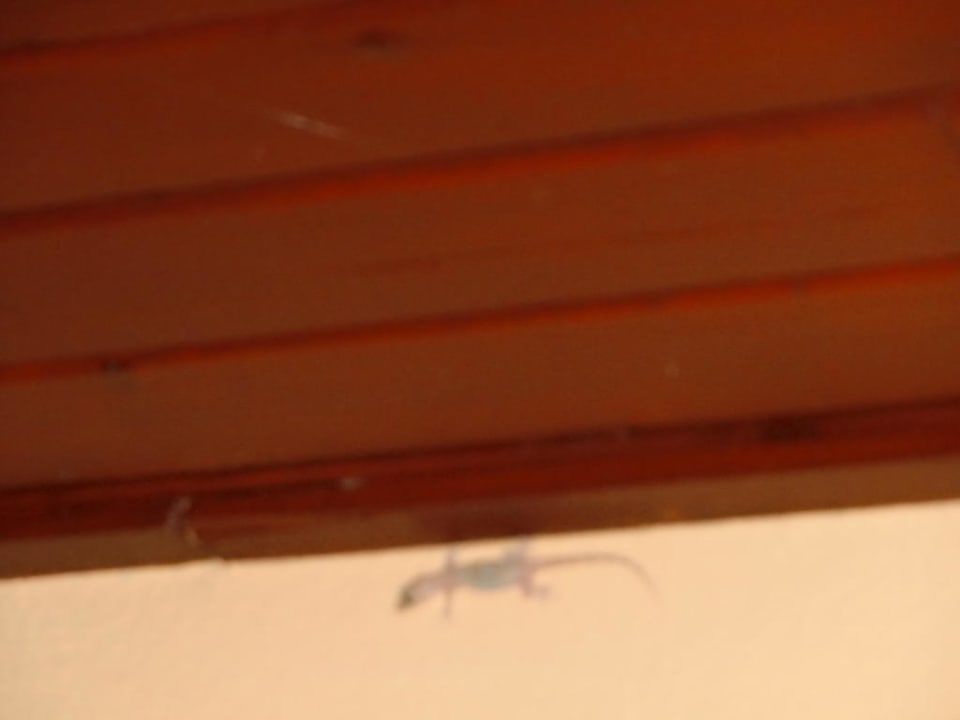 Gekko an der Hauswand Özlem Garden Hotel