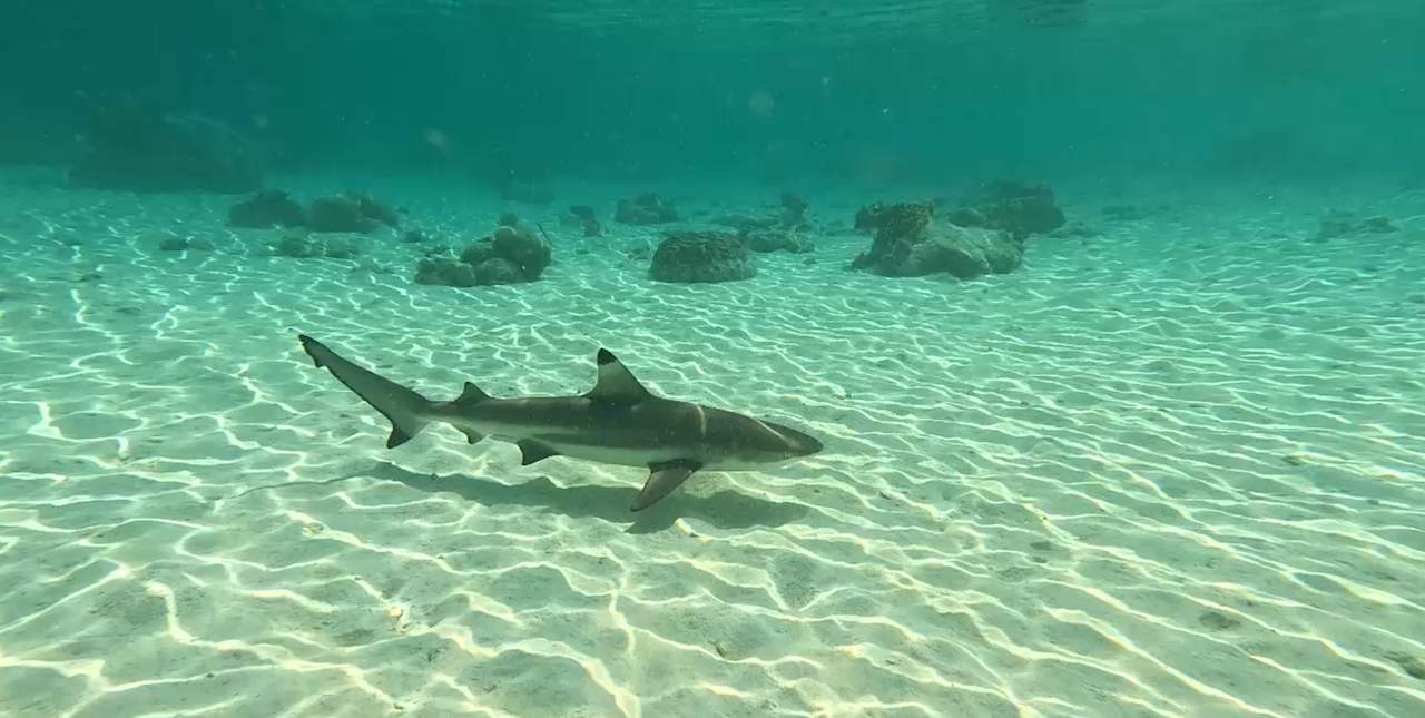 Sonstiges Filitheyo Island Resort