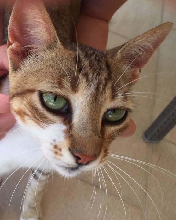 Hotel Cat  Blue Lagoon Village