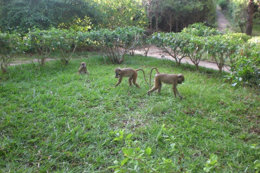 Junge Paviane Baobab Beach Resort & Spa