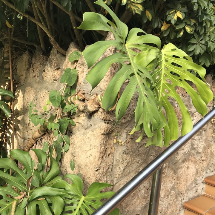 Gartenanlage Hotel Best Siroco