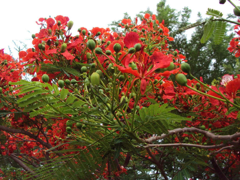 Garten mit wunderschönen Blumen Voi Wildlife Lodge