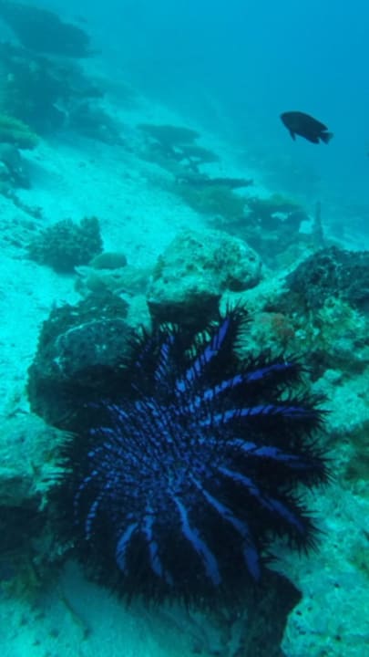 Seestern der das Riff auffrisst NH Collection Maldives Havodda Resort