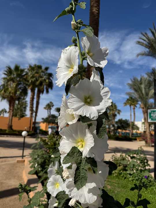 Gartenanlage Giftun Azur Resort