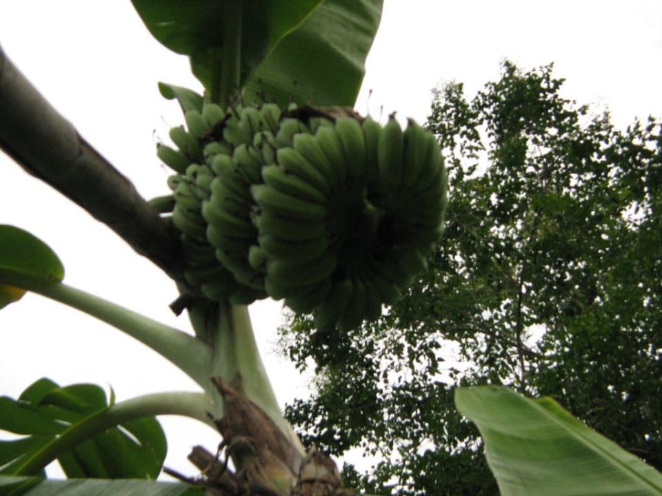 Bananen. Hotel The Imperial Mae Ping