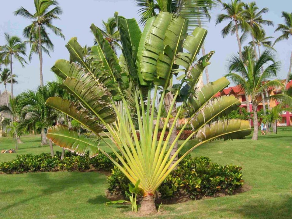 Palme im Hotelgarten Punta Cana Princess All Suites Resort & Spa